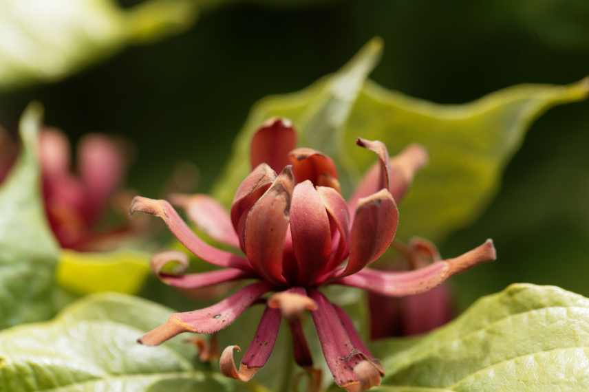 Cultiver Calycanthus en pot, quel calycanthus pour pot balcon terrassse, arbre aux anemones pot