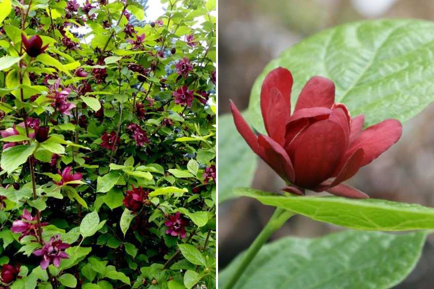 Cultiver Calycanthus en pot, quel calycanthus pour pot balcon terrassse, arbre aux anemones pot