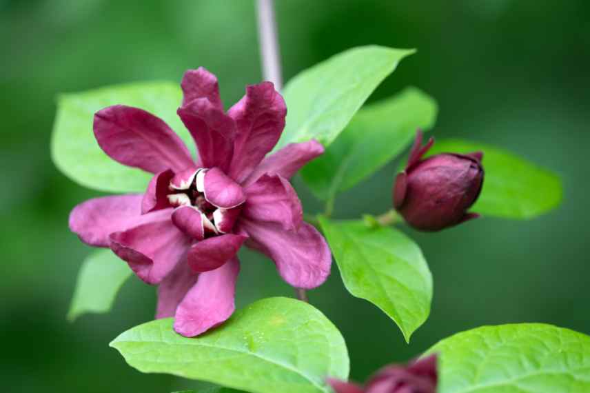 Cultiver Calycanthus en pot, quel calycanthus pour pot balcon terrassse, arbre aux anemones pot