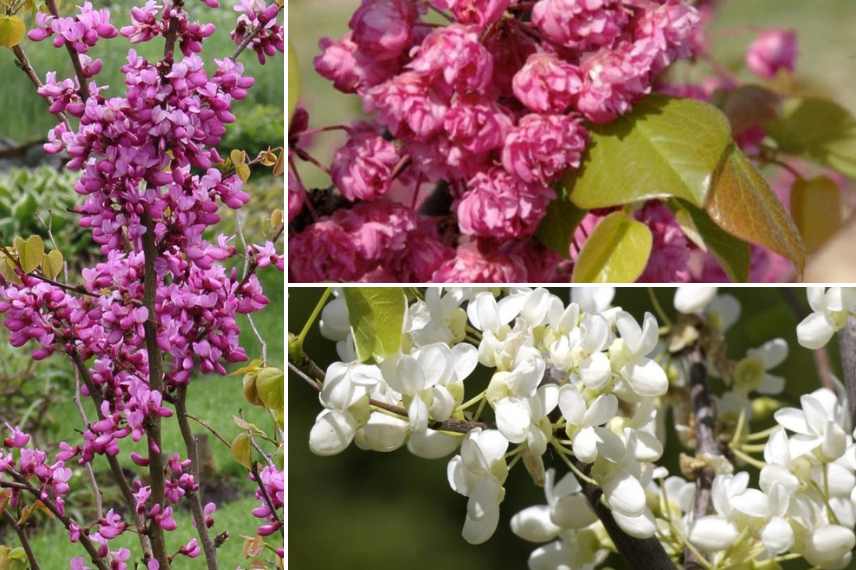 cercis, arbre de judee, cercis quelle variete, arbre de judee lequel choisir