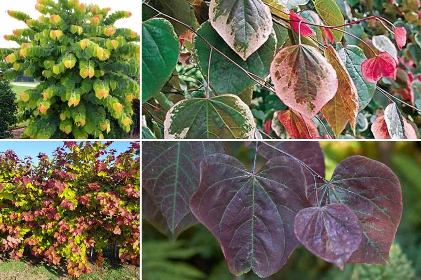 cercis, arbre de judee, cercis quelle variete, arbre de judee lequel choisir