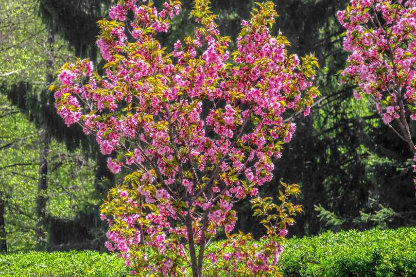 cercis, arbre de judee, cercis quelle variete, arbre de judee lequel choisir