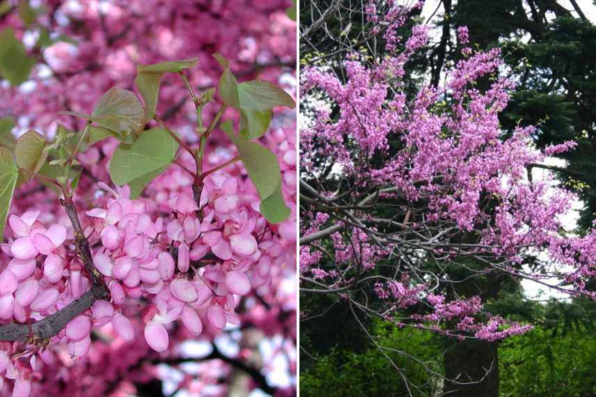 cercis, arbre de judee, cercis quelle variete, arbre de judee lequel choisir