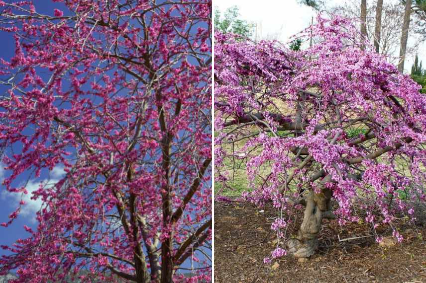 cercis, arbre de judee, cercis quelle variete, arbre de judee lequel choisir