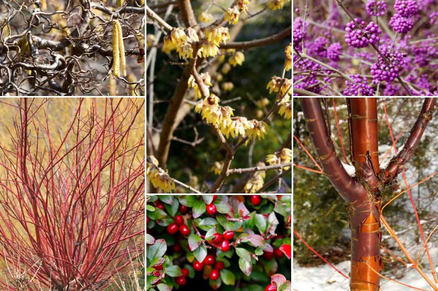 Associer le Chimonanthus : avec des arbustes à bois décoratif et baies colorées