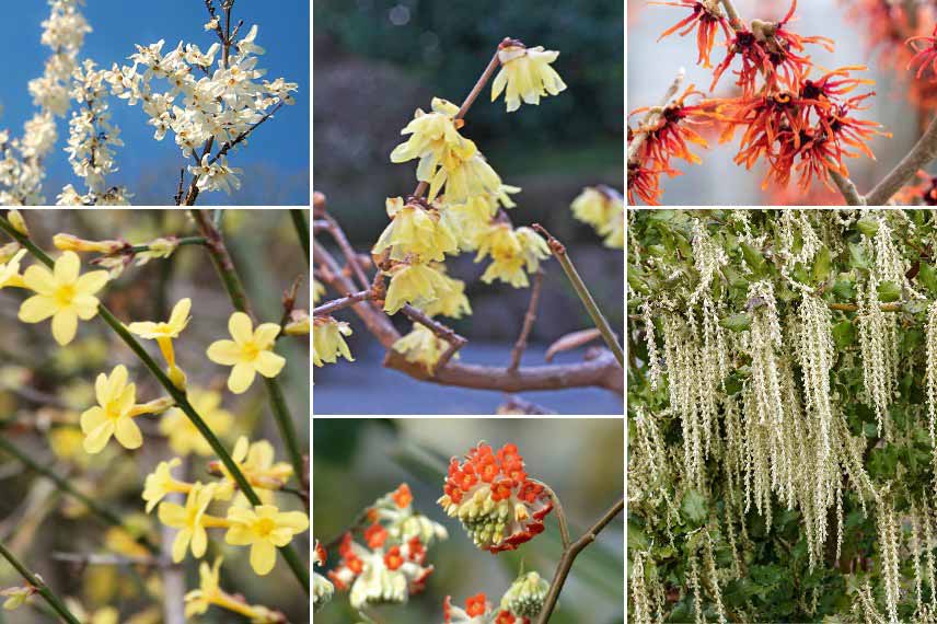 Associer le Chimonanthus : avec d'autres arbustes à floraison hivernale