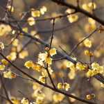 Associer le Chimonanthus