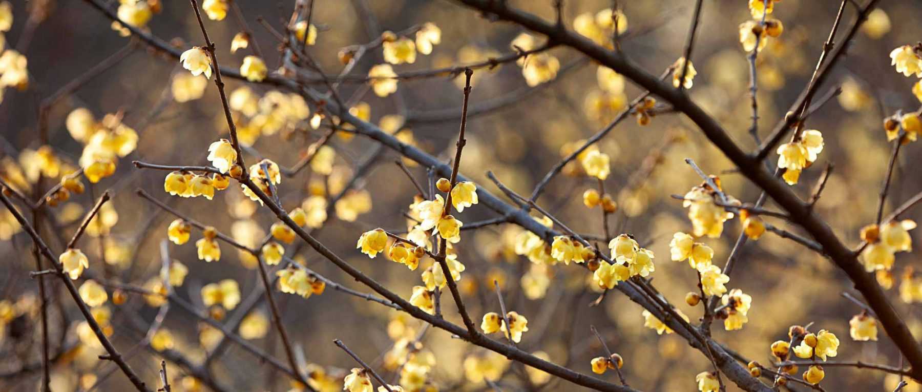 Associer le Chimonanthus