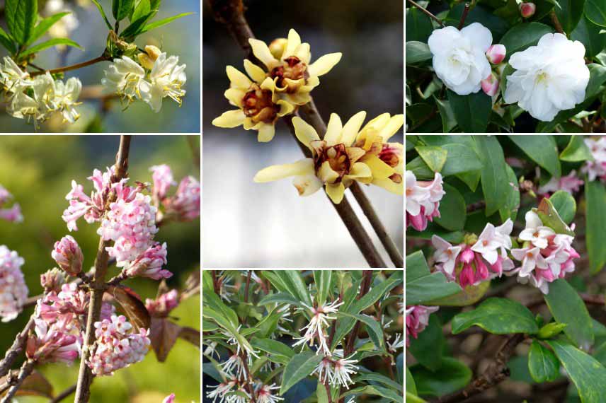 Associer le Chimonanthus : avec des arbustes à floraison parfumée
