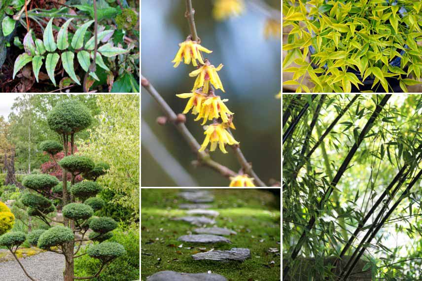 Associer le Chimonanthus : dans un jardin zen