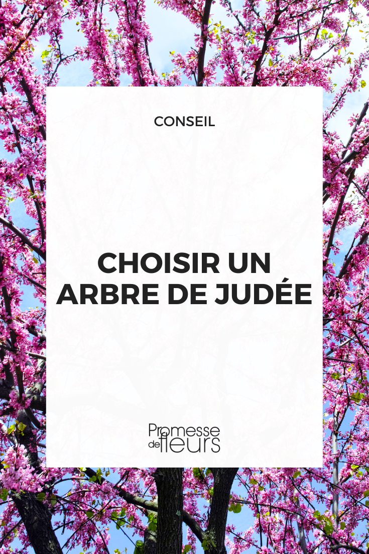 Comment choisir un Arbre de Judée, Cercis