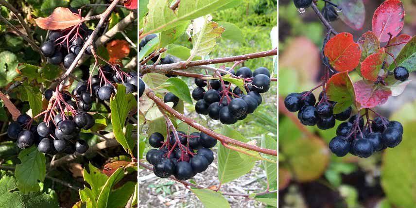 Choisir un Aronia : les meilleures variétés à baies comestibles