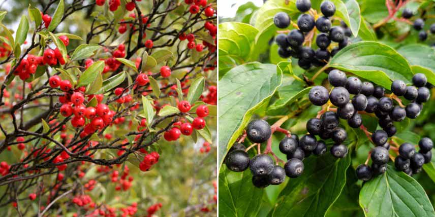 Choisir un Aronia : selon la couleur des baies