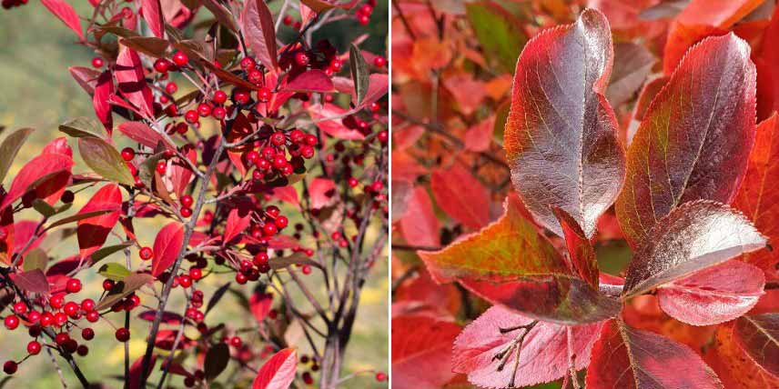 Choisir un Aronia : pour leur feuillage d'automne