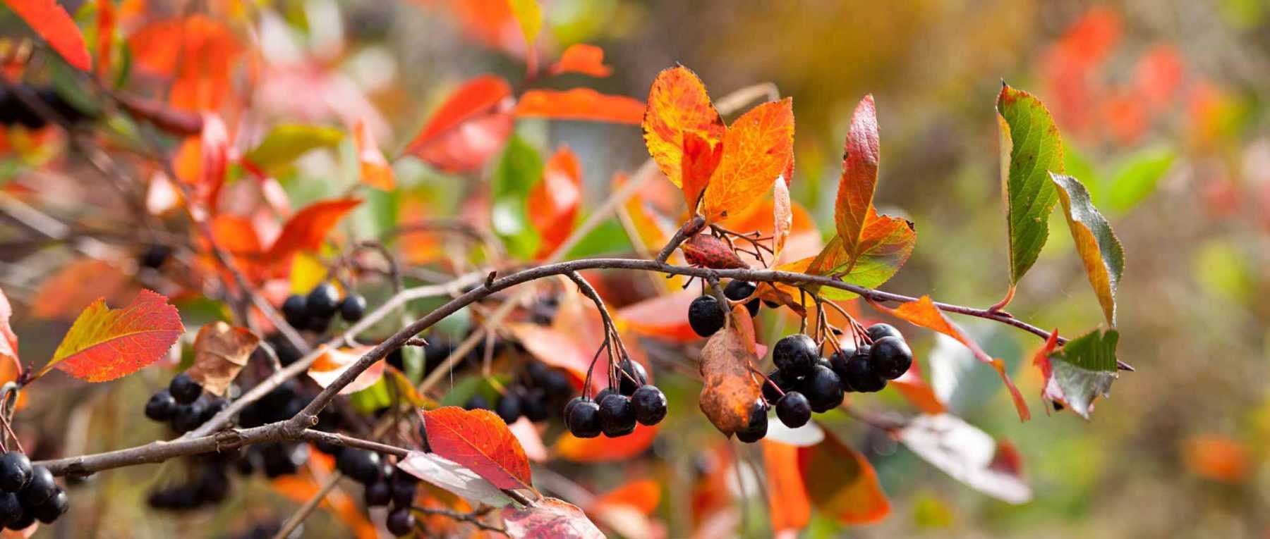 Choisir un Aronia