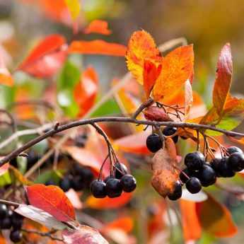 Choisir un Aronia