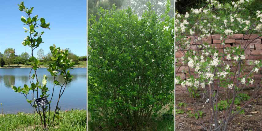 Choisir un Aronia : selon la hauteur