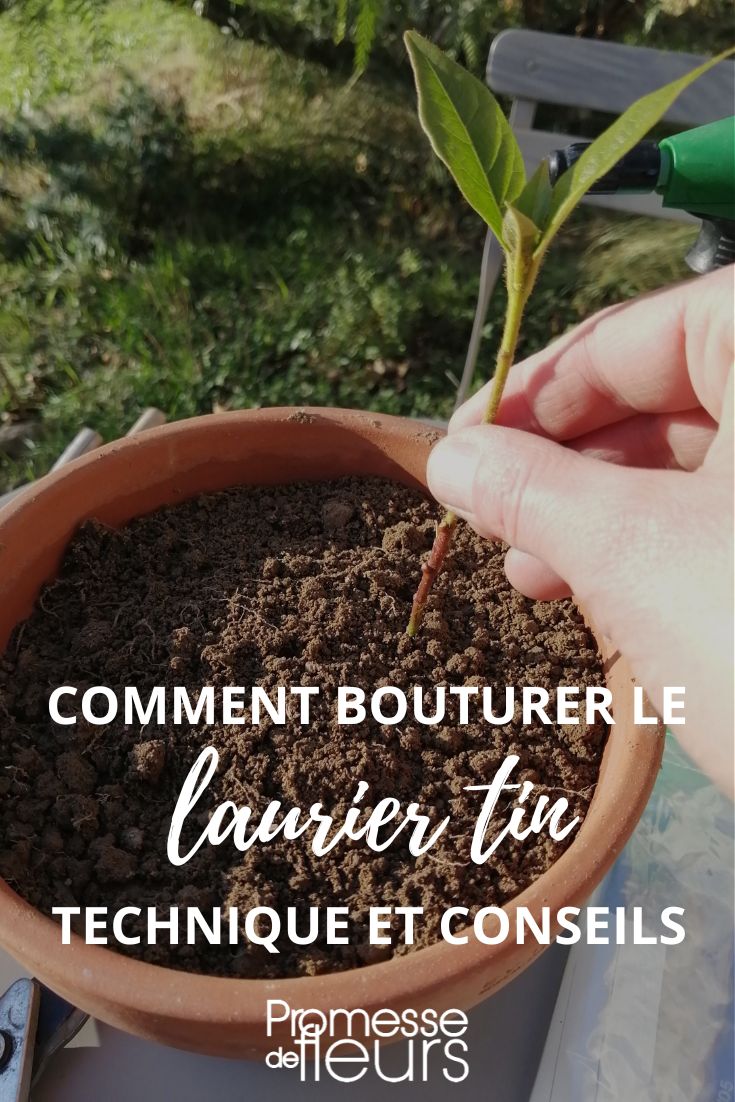 Comment bouturer le laurier tin