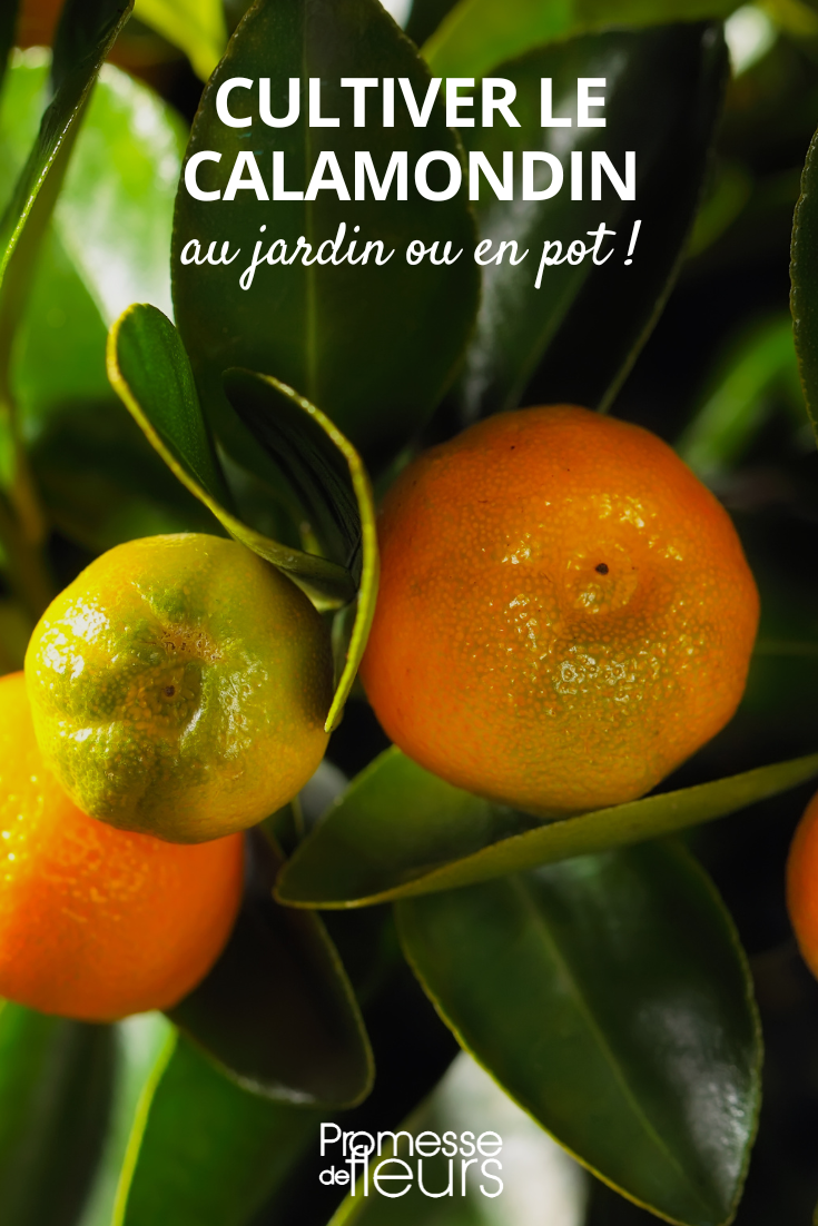 Conseils de culture Calamondin