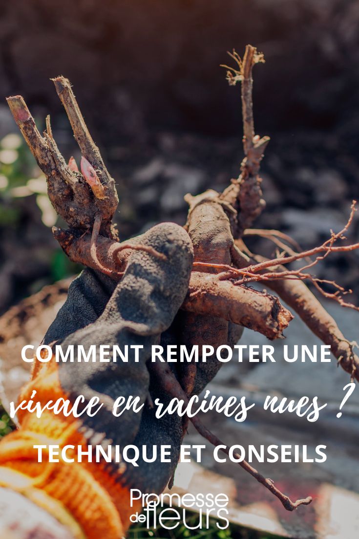 Comment rempoter une vivace en racines nues