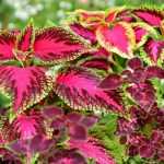 Comment semer des coleus ?