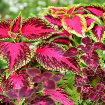 Comment semer des coleus ?