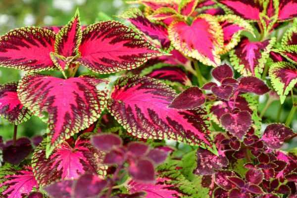 Comment semer des coleus ?