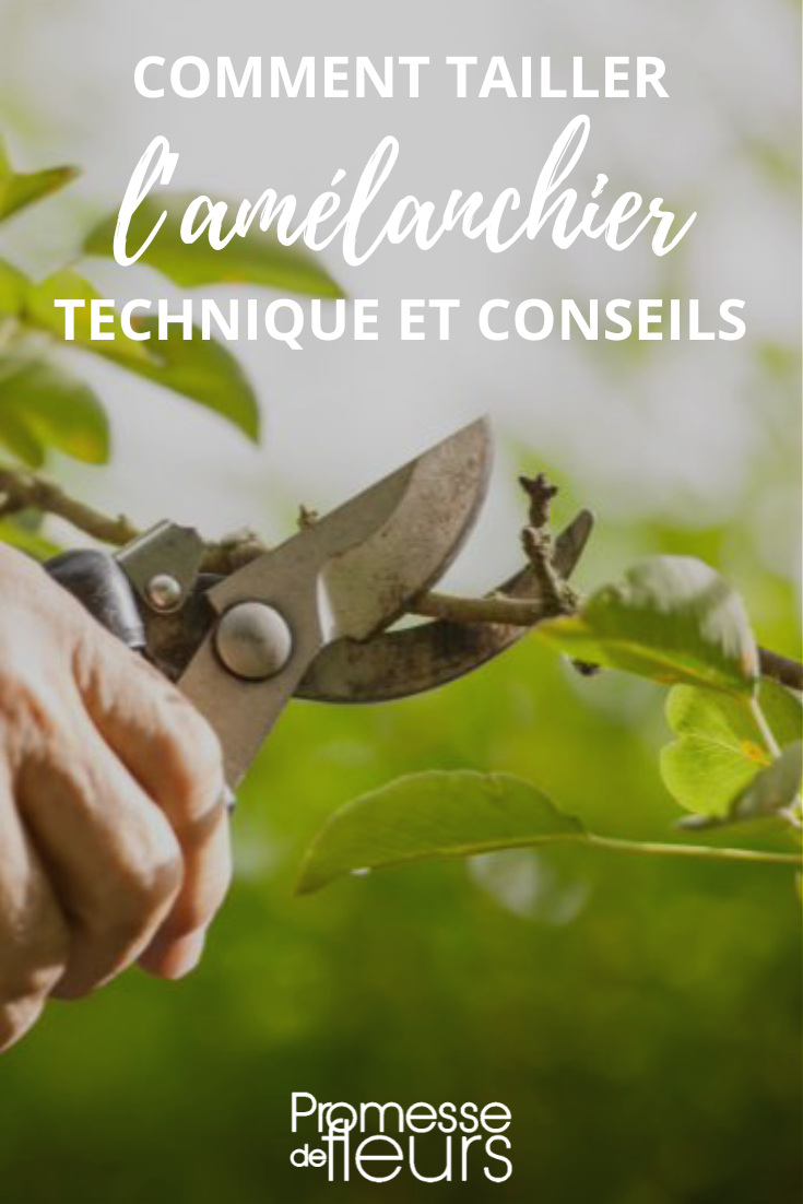 Technique de taille Amelanchier