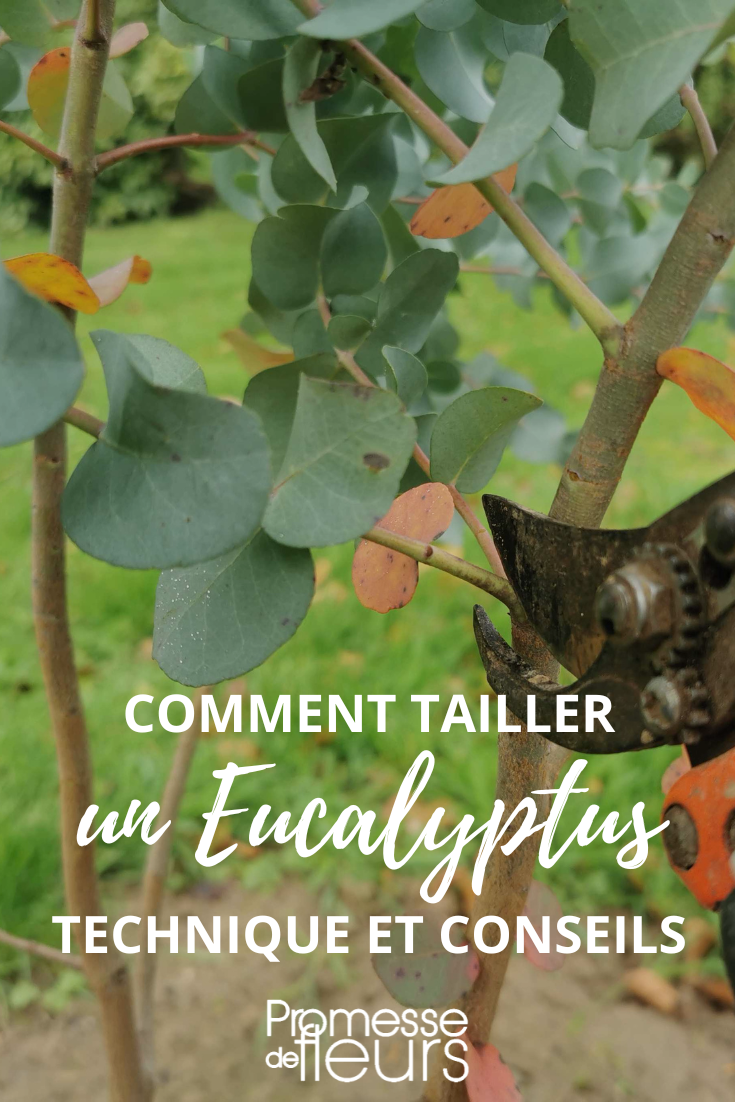 Technique pour tailler l'eucalyptus