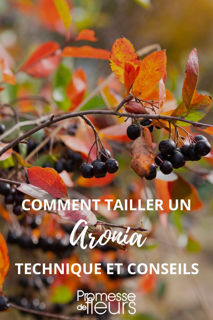 Comment tailler un aronia