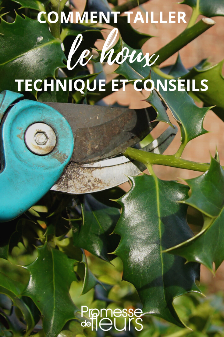 Taille du Houx, technique et conseils