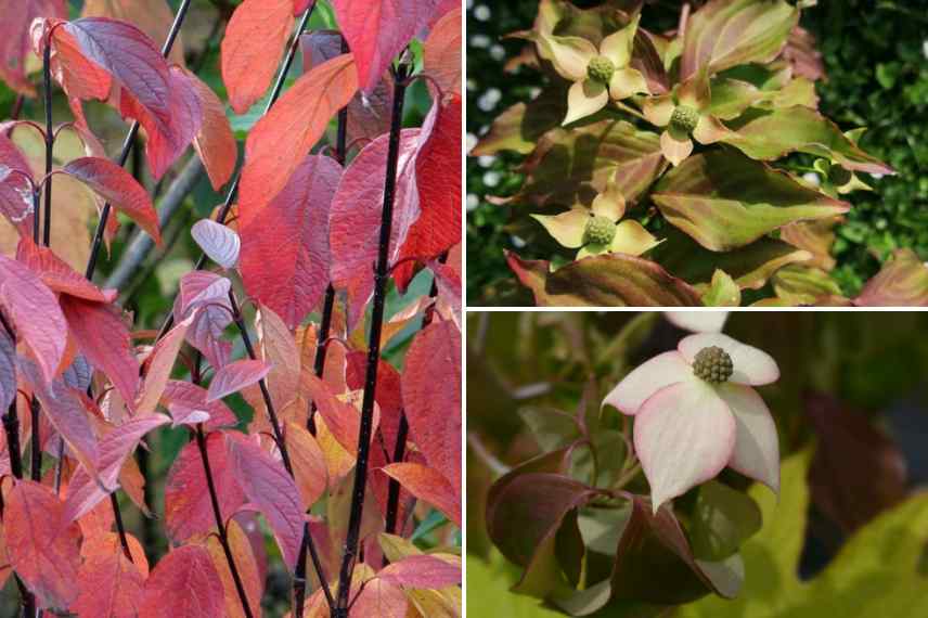 Cornus cornouiller les plus beaux feuillages, Cornouillers feuillages colores panaches