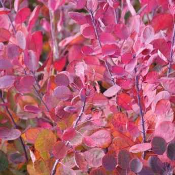 Quand et comment tailler le Cotinus ?