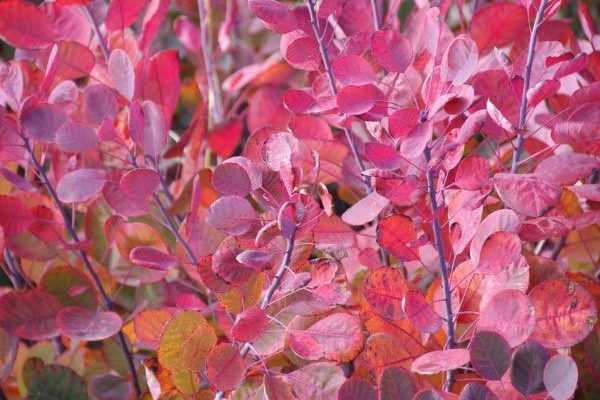 Quand et comment tailler le Cotinus ?