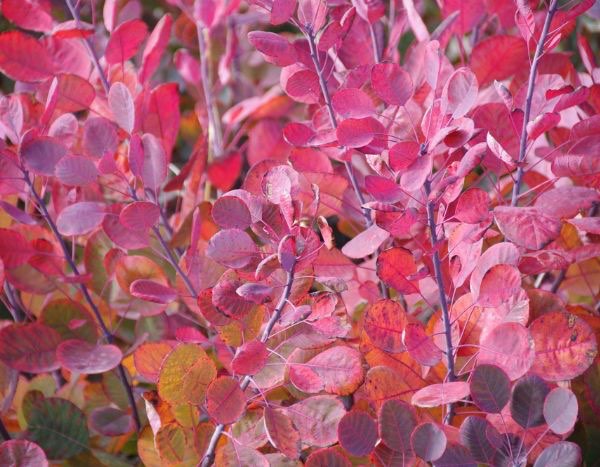 Quand et comment tailler le Cotinus ?