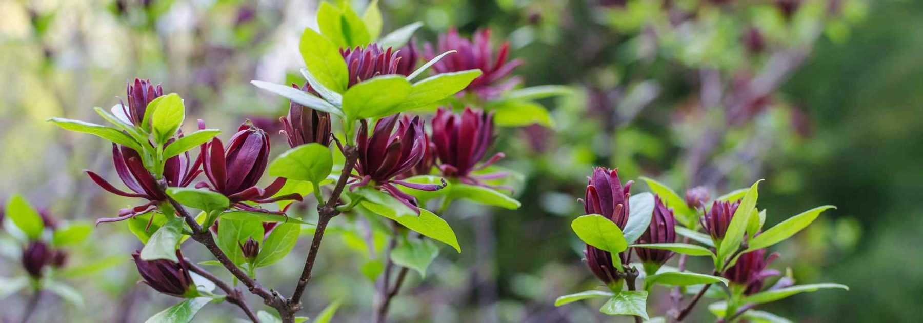 Cultiver un Calycanthus en pot