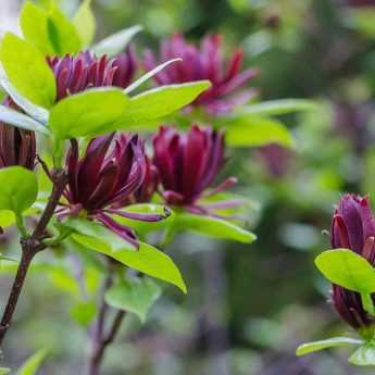 Cultiver un Calycanthus en pot