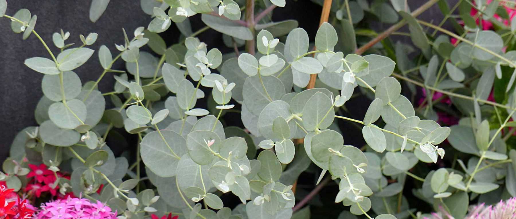 Cultiver un Eucalyptus en pot