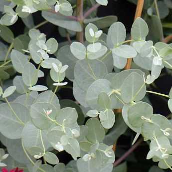 Cultiver un Eucalyptus en pot