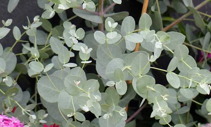 Cultiver un Eucalyptus en pot - Promesse de Fleurs