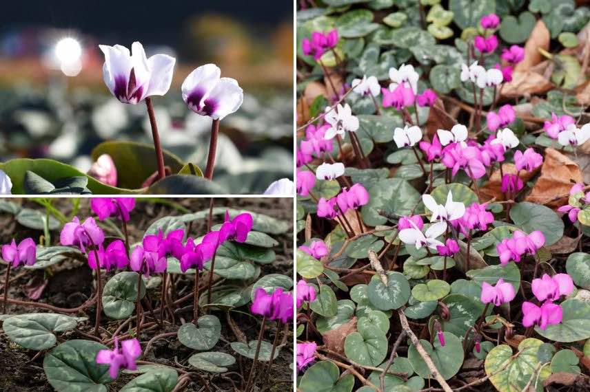 Cyclamen 