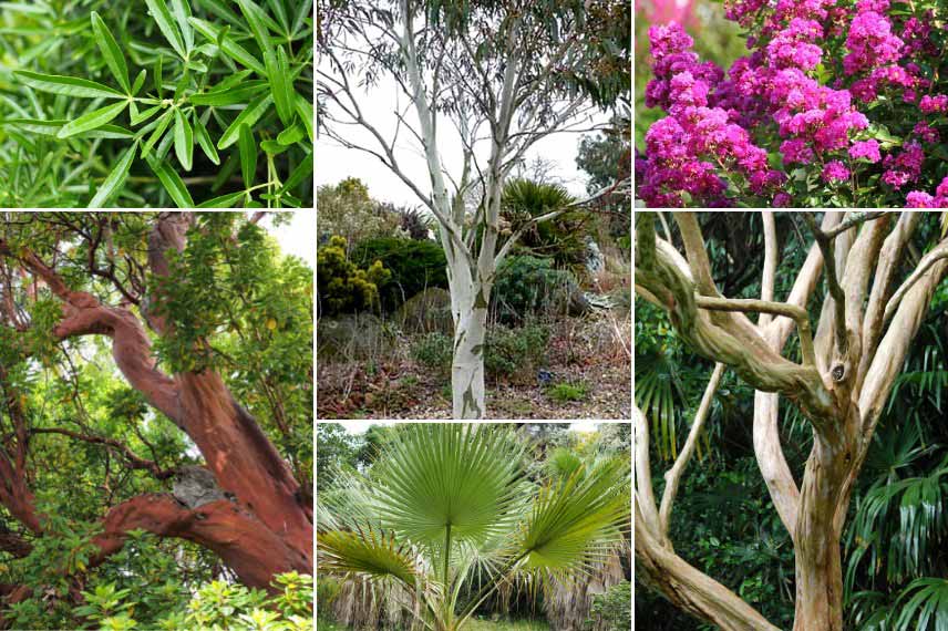 Associer l'Eucalyptus : avec des écorces décoratives