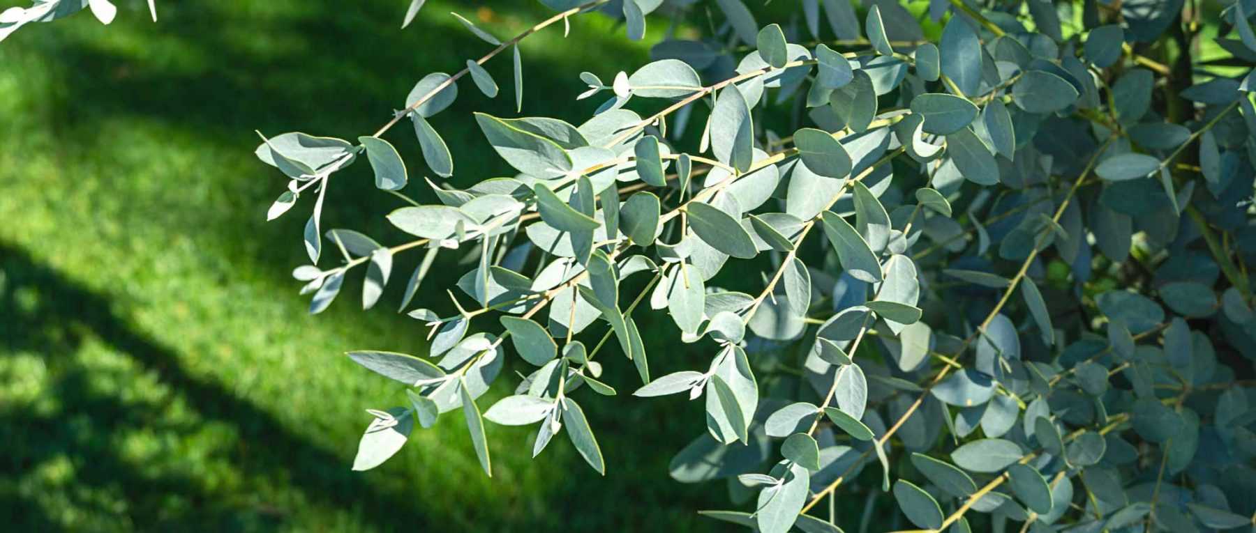 Associer l'Eucalyptus