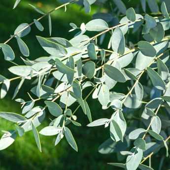 Associer l'Eucalyptus