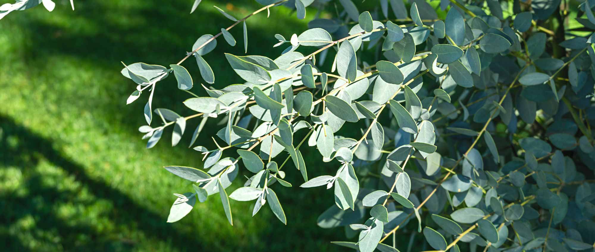 Eucalyptus : fiche de culture