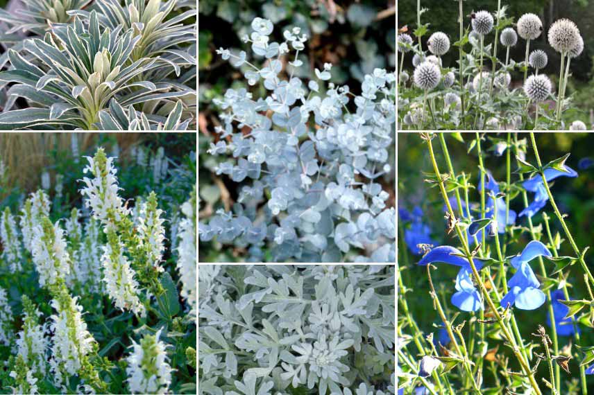 Associer l'Eucalyptus : jardin bleu argenté