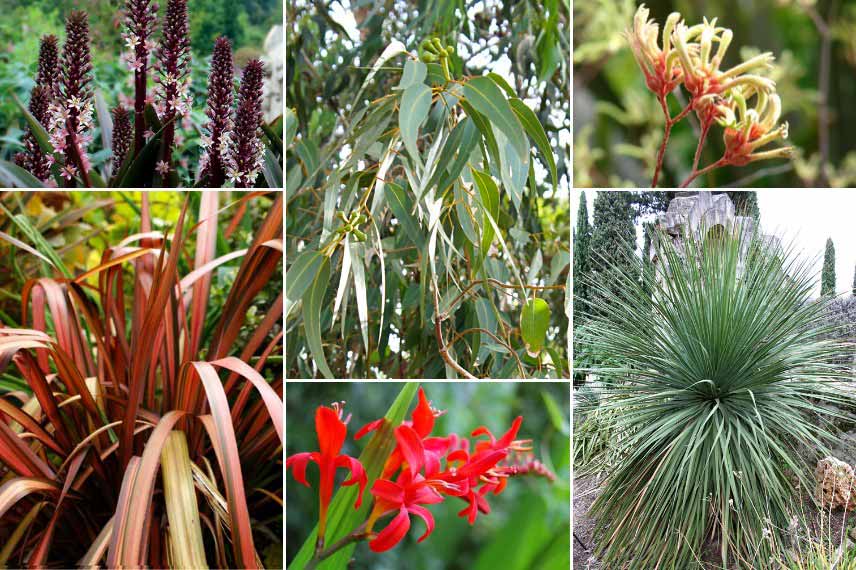 Associer l'Eucalyptus : avec des plantes australes