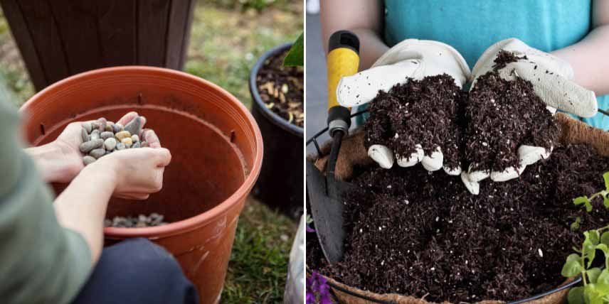 Cultiver un eucalyptus en pot