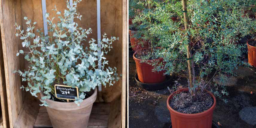 Cultiver un eucalyptus en pot