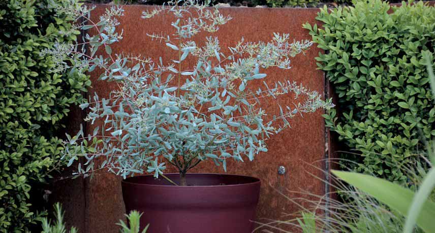 Cultiver un Eucalyptus en pot